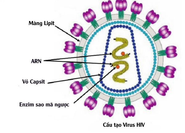 Cấu tạo HIV